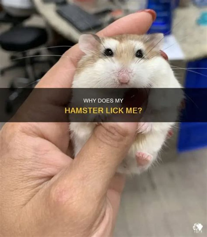 What does it mean if a hamster licks you?