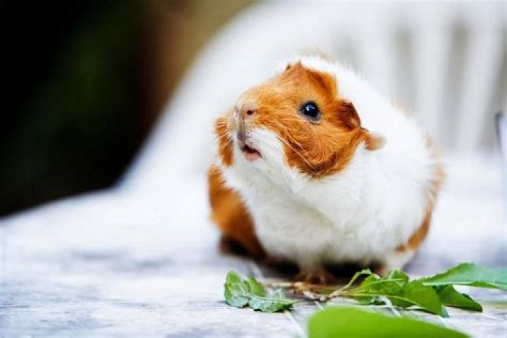 What does it mean when a guinea pig stares at you?