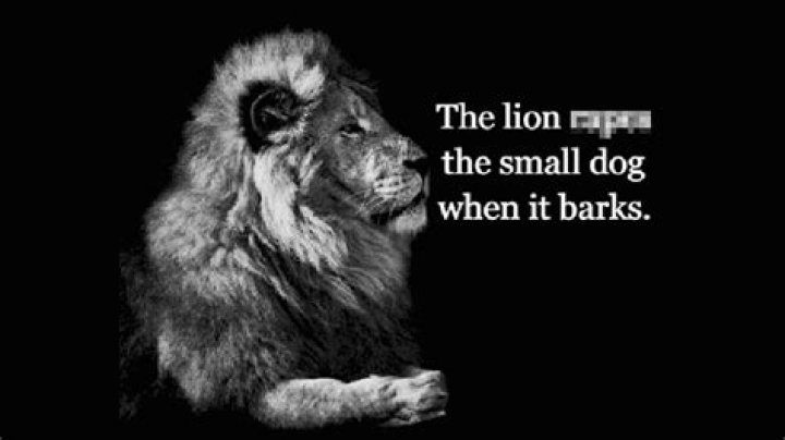 What does it mean when a pig barks?