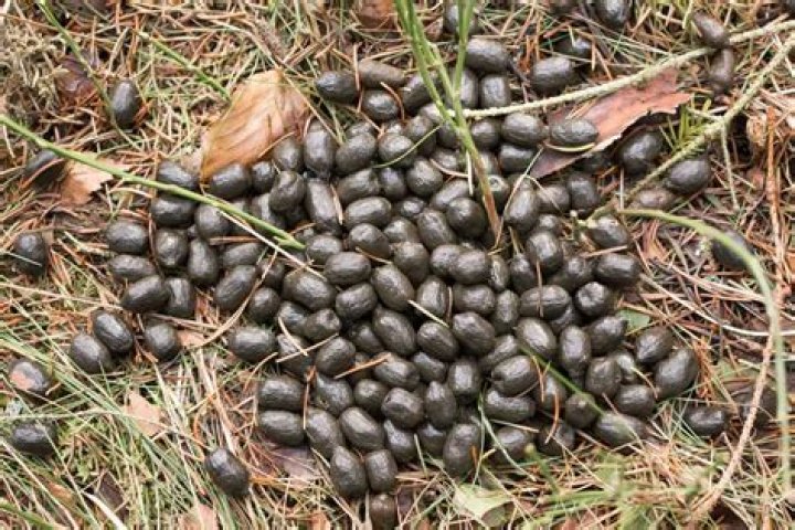 What does muntjac poo look like?
