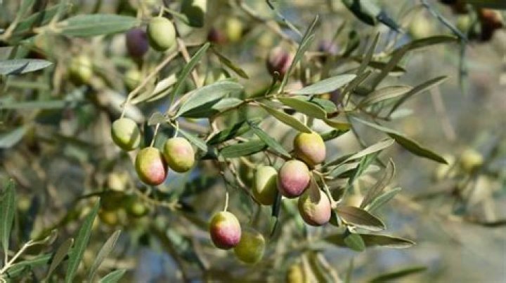 What does olive oil and Vaseline do?