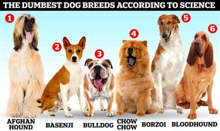 What dog has the most powerful nose?