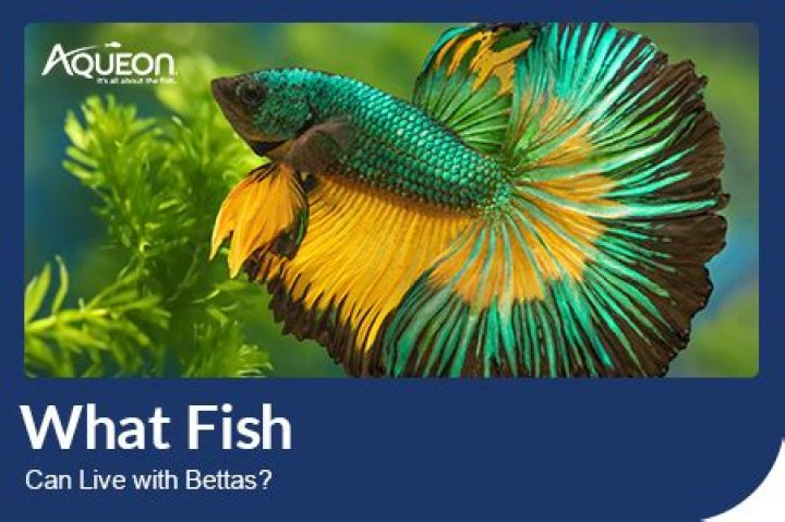 What fish can live with sunfish?