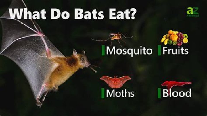 What food do baby bats eat?