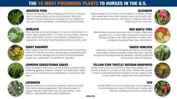 What foods are poisonous to horses?