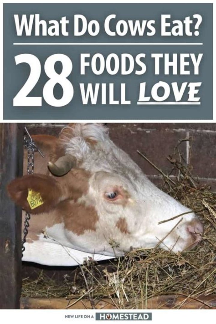 What God represents cows?