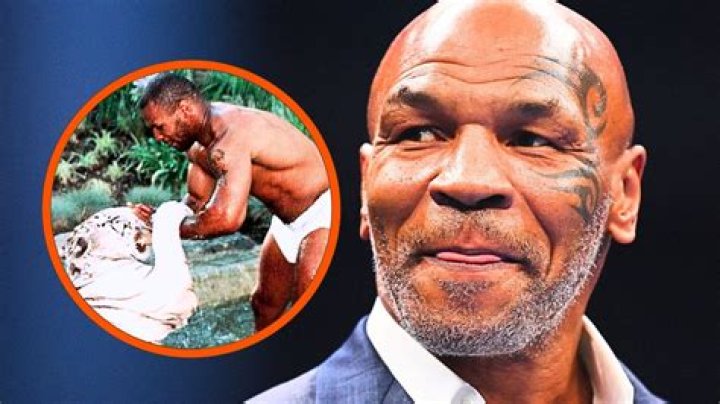What happened Tyson tiger?