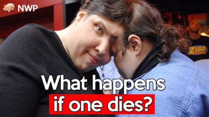 What happens if a mouse dies in the wall?