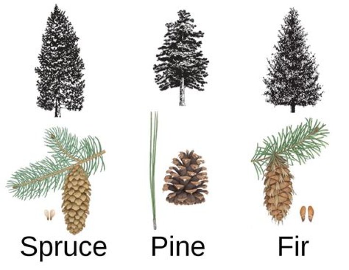 What happens if you cut the top off a spruce tree?