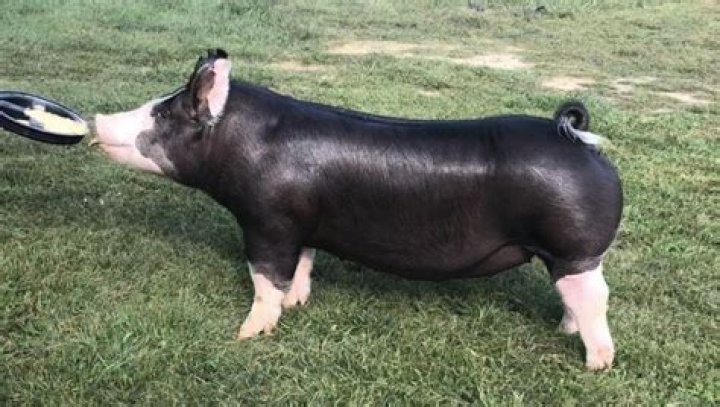 What is a barrow pig?