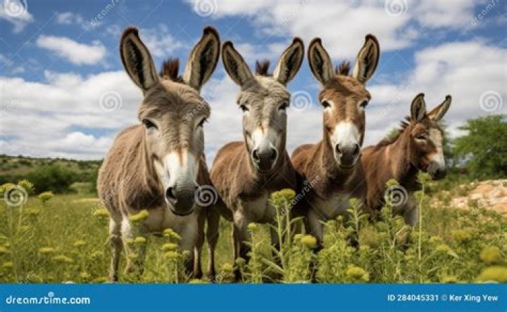 What is a group of donkeys called?