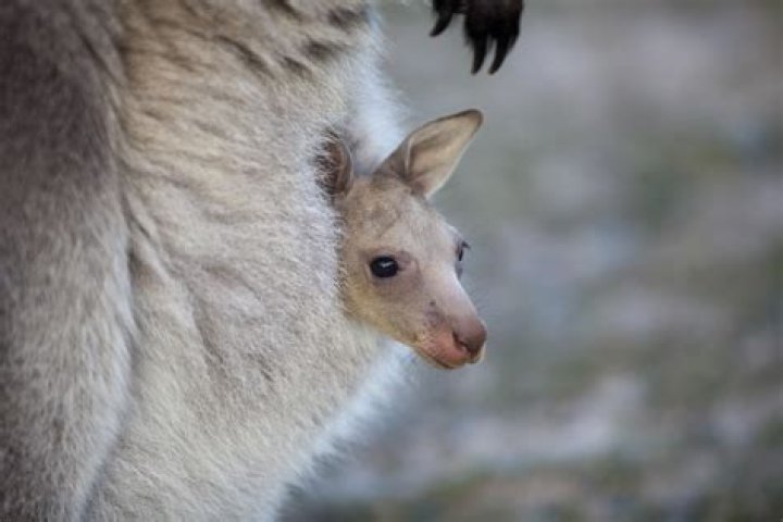 What is a kangaroo mouse called?
