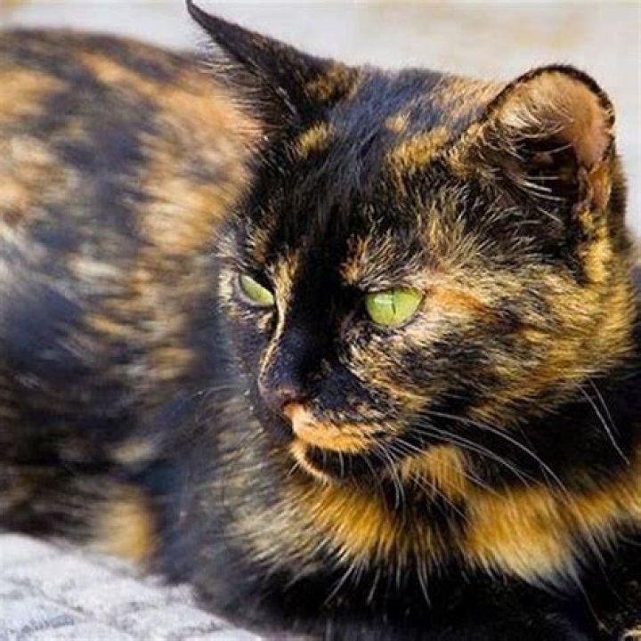 What is a three colored cat called?