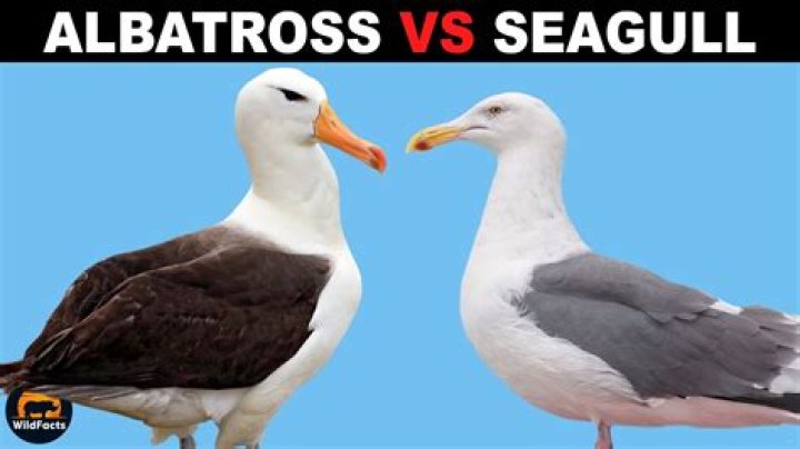 What is an albatross score?