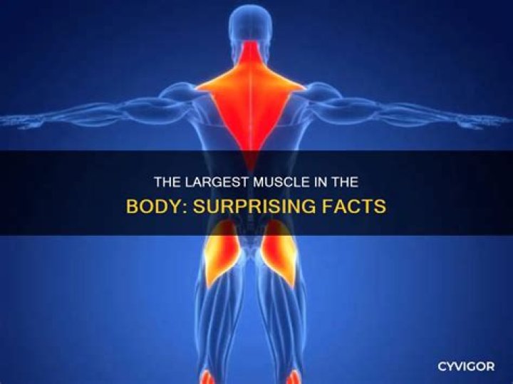 What is biggest muscle in body?