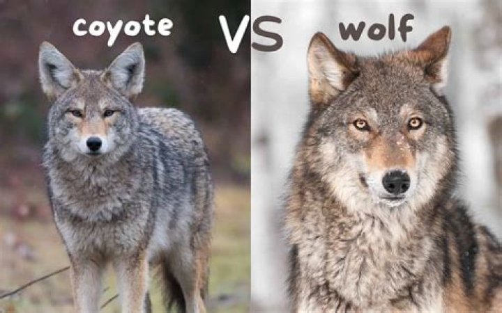 What is coyote scat look like?