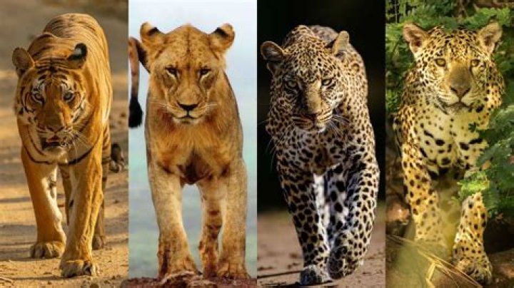 What is faster a cheater or a Jaguar?