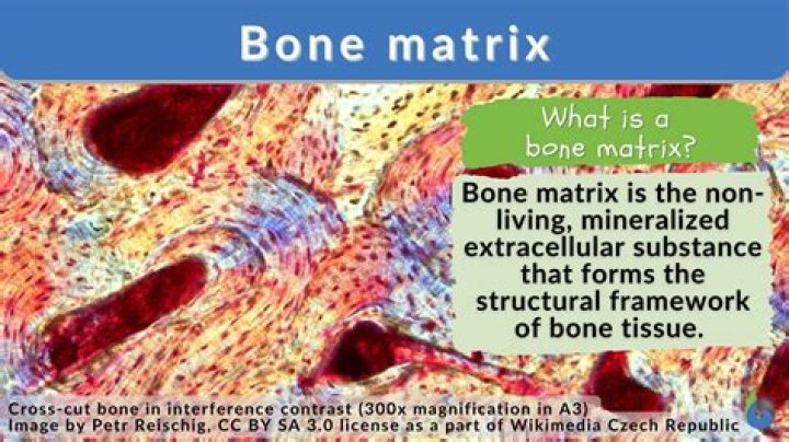 What is matrix in bone?