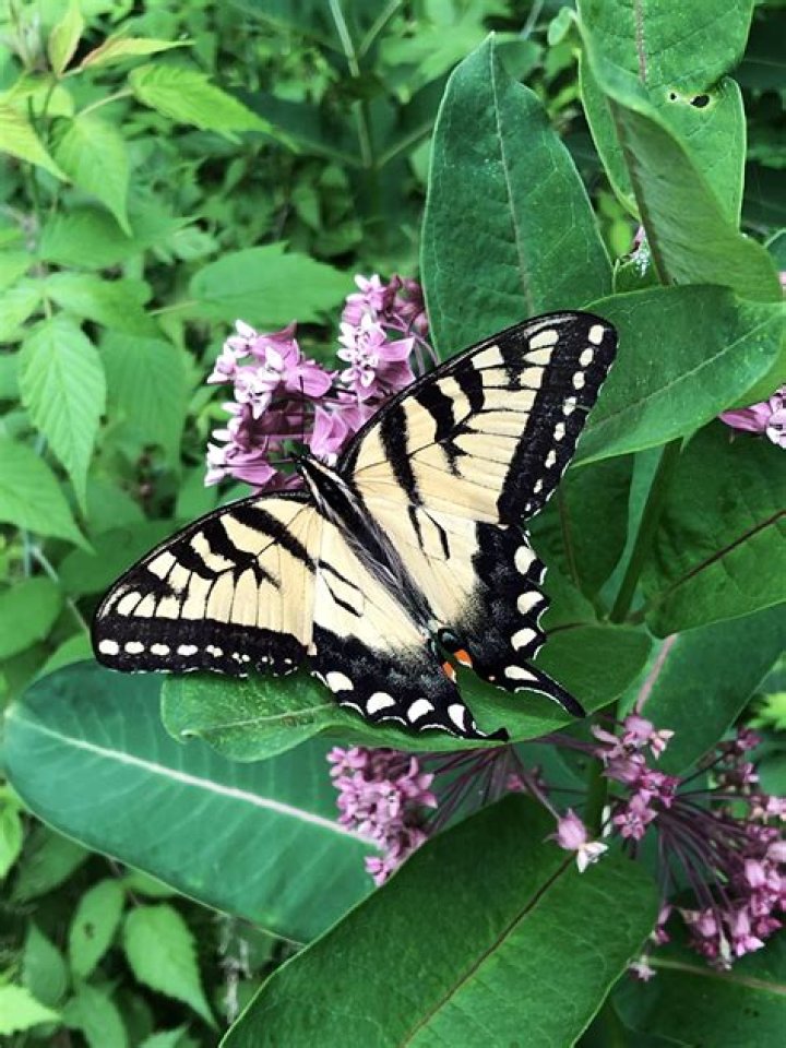 What is Michigan's state butterfly?