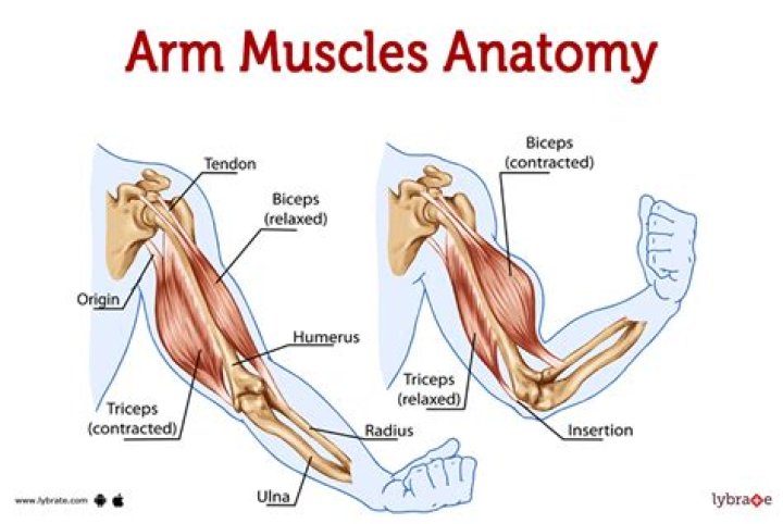 What is one of the muscle groups most affected by water polo?