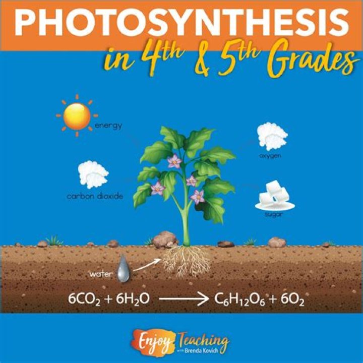 What is photosynthesis 4th grade?