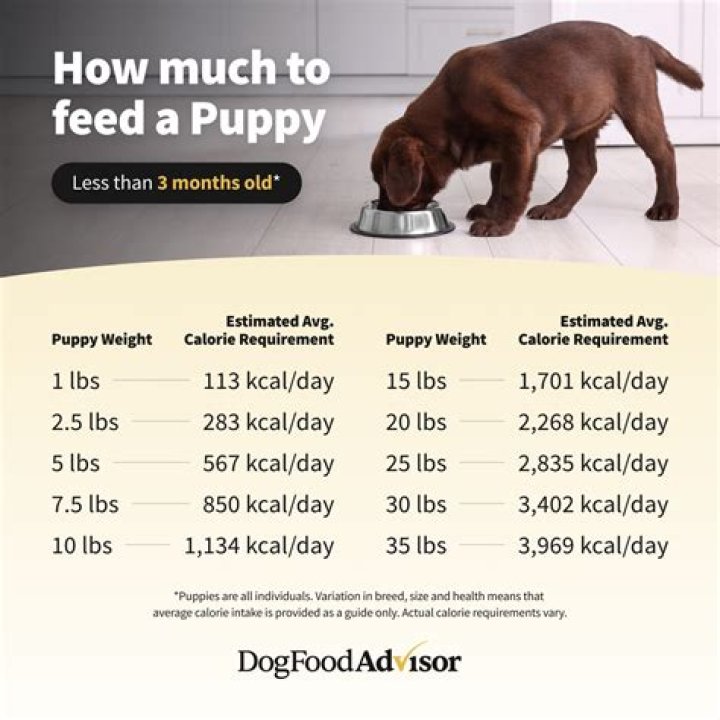 What is the best food to feed a dog with IBD?