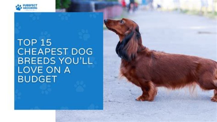 What is the cheapest dog you can get?