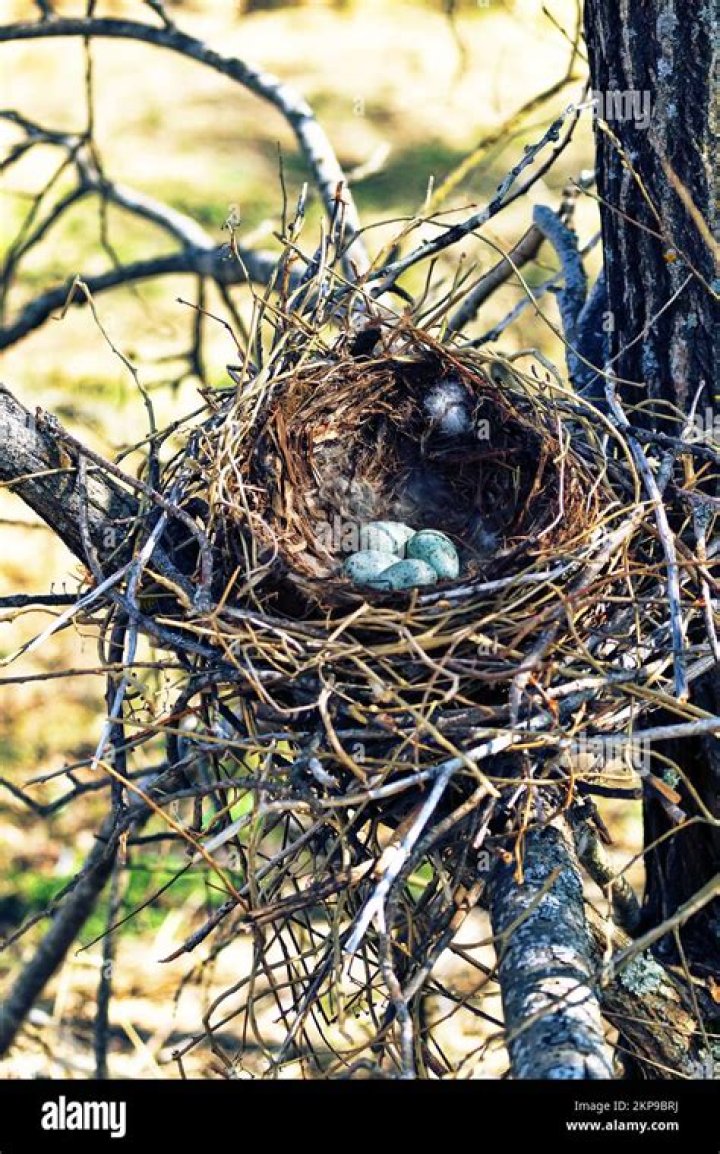What is the Crow's Nest at Augusta?
