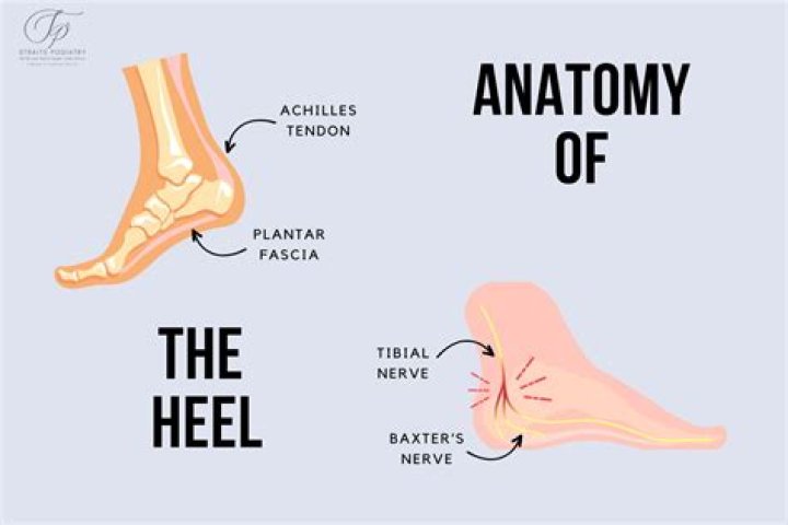 What is the heel of the bow?