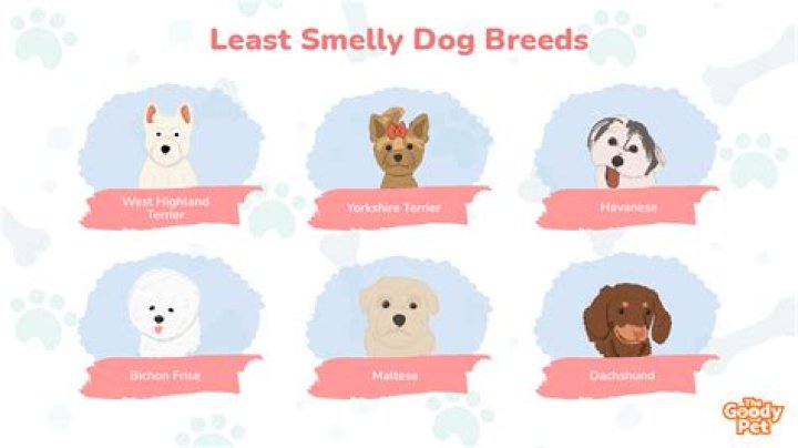 What is the least smelly small pet?