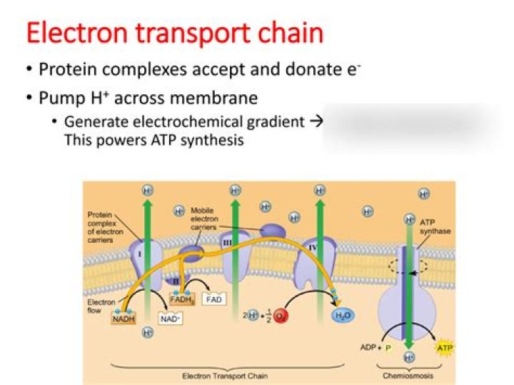 What is the primary role of the electron transport chain?
