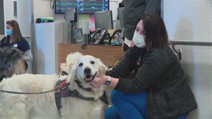 What is Wisconsin's state dog?