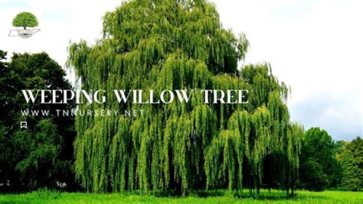 What is wrong with my weeping willow tree?