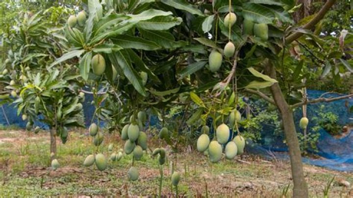 What kind of mangoes grow in Hawaii?