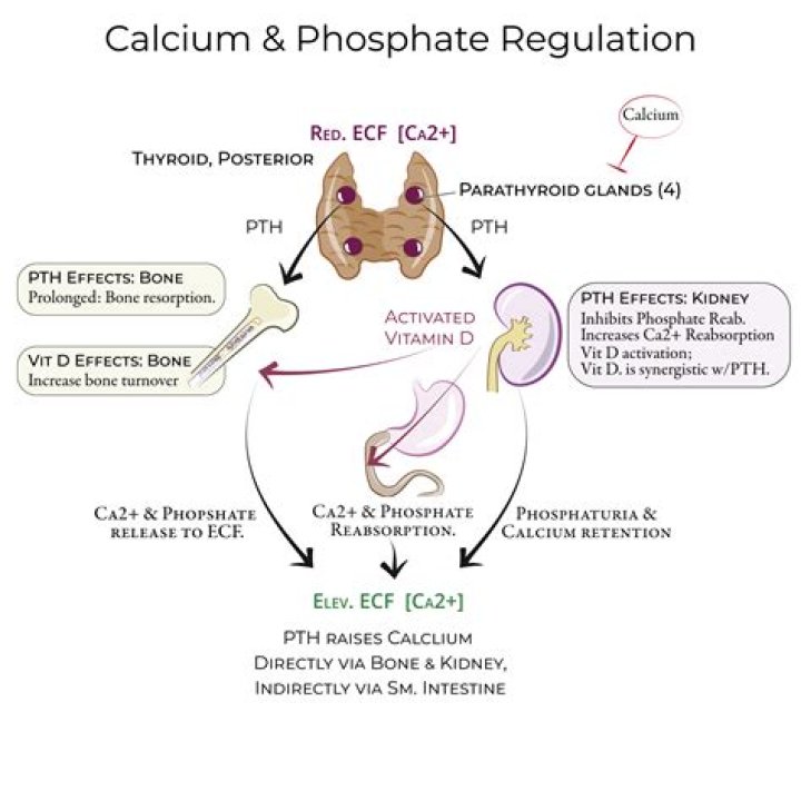 What mineral regulates pH balance?