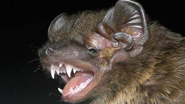 What noise do bats make at night?