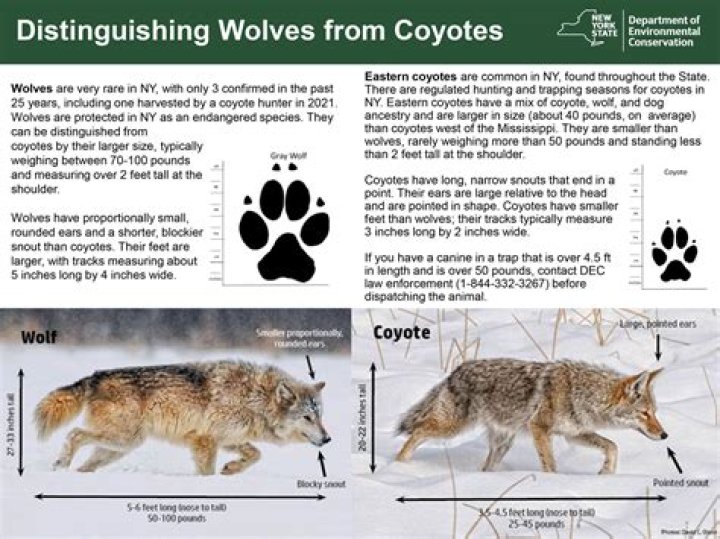 What smells do coyotes not like?