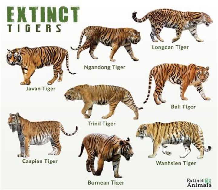 What tiger recently went extinct?