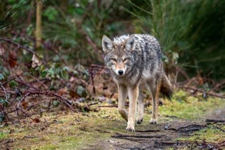 What time are coyotes most active?