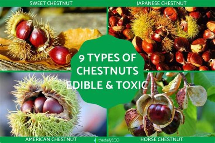 What to do if you eat a cooked horse chestnut?