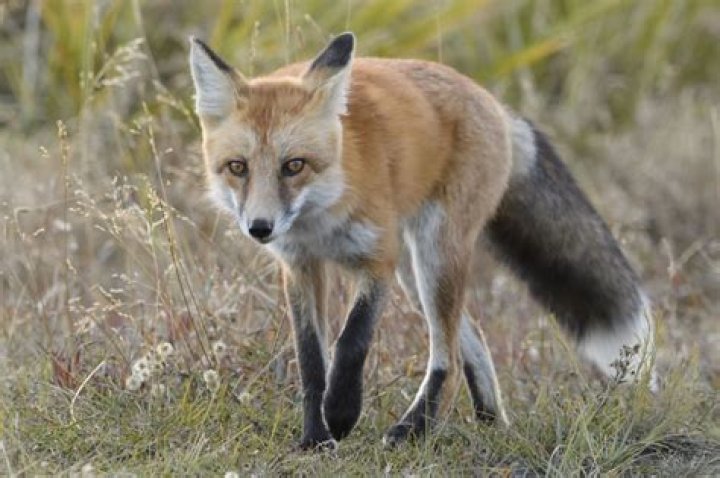 What to do if you encounter a fox while walking your dog?