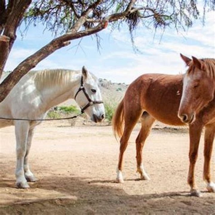 What to feed a horse that has foundered?