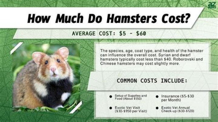 What tricks can a hamster do?