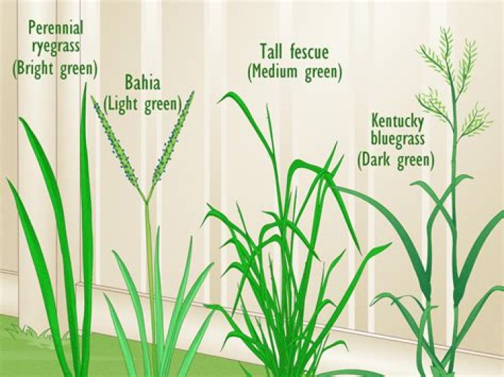 What type of grass is in the Bay Area?