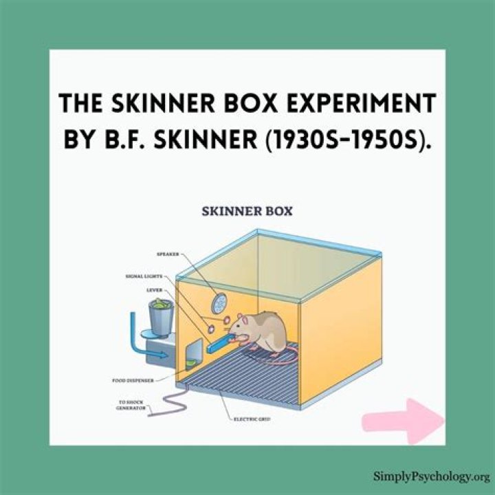 What was the purpose of the Skinner Box experiment?