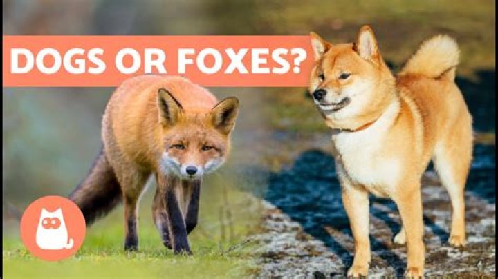 What would a fox do to a dog?