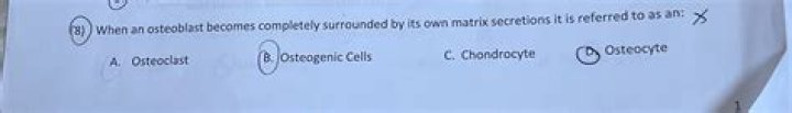 When an osteoblast becomes completely surrounded by its own matrix secretions it is referred to as an _?