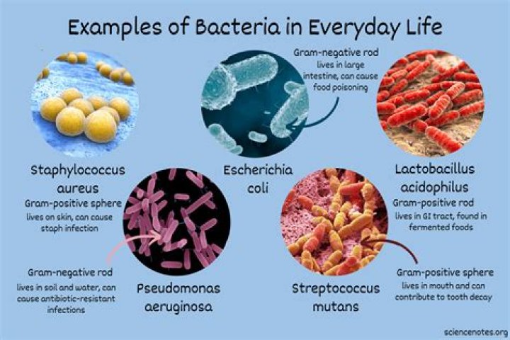 Where are aerobic bacteria found?