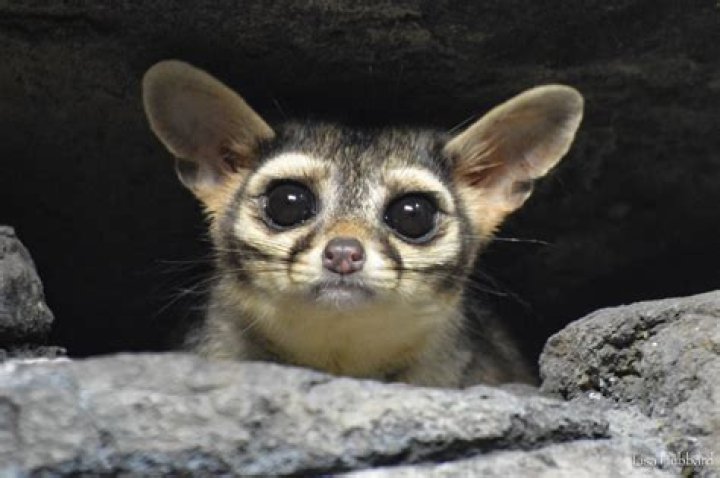 Where can ringtails be found?