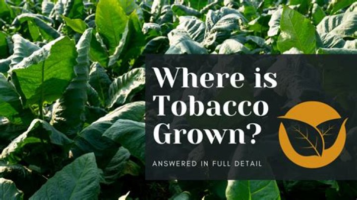 Where did tobacco originally come from?